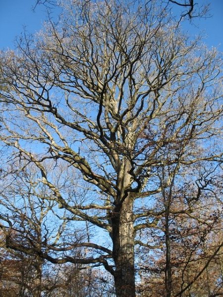 2007 11 Etangs de Hollande 31